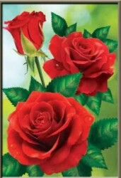Червени рози 30/40 см