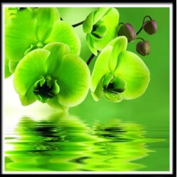 Зелени орхидеи  30/30 см
