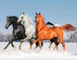 Препускащи коне в снега 50/70 см