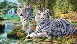 Семейство Бели тигри 70/40см