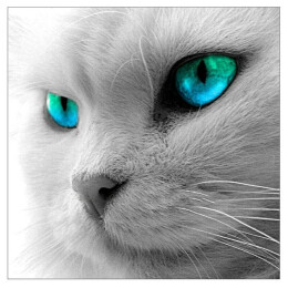 Очите на котето 25/25 см