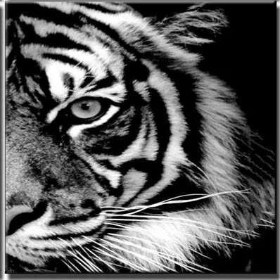 Тигър 40/50 см