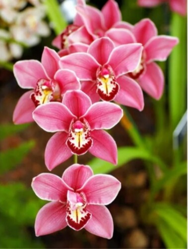 Червени орхидеи 30/40 см