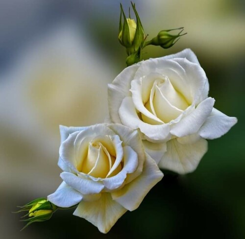 Бели рози   40/40 см