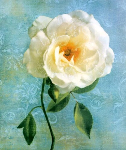 Бяла роза   30/40 см